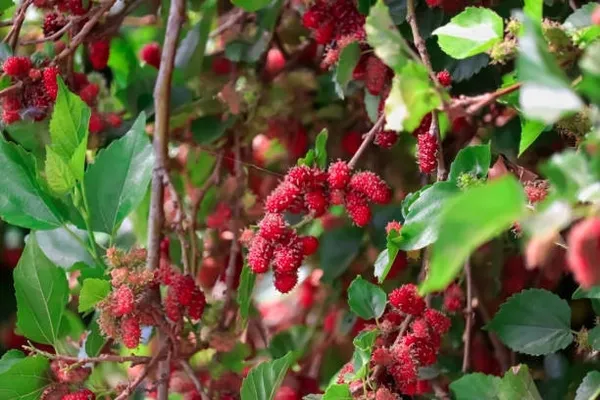 Shahtoot/_Mulberry_Plant_(Hybrid)