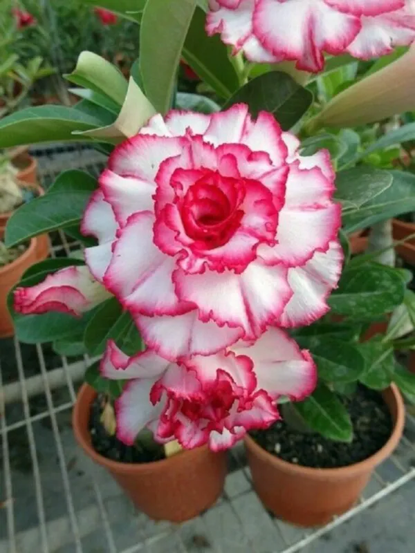 Combo_Of_6_Adenium_Rose_Flower_Plants_|_For_Home_Garden