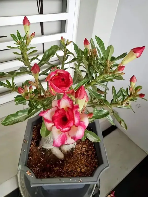 Combo_Of_6_Adenium_Rose_Flower_Plants_|_For_Home_Garden