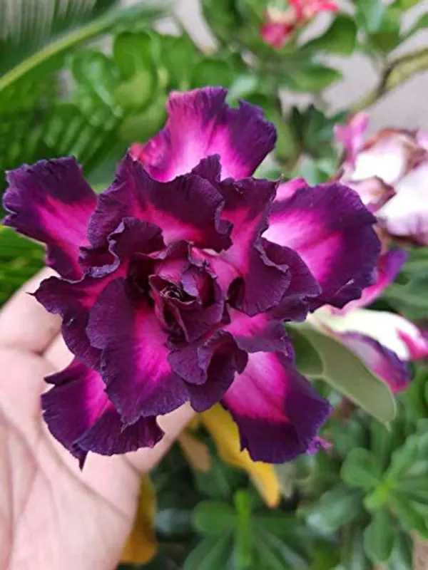 Combo_Of_6_Adenium_Rose_Flower_Plants_|_For_Home_Garden