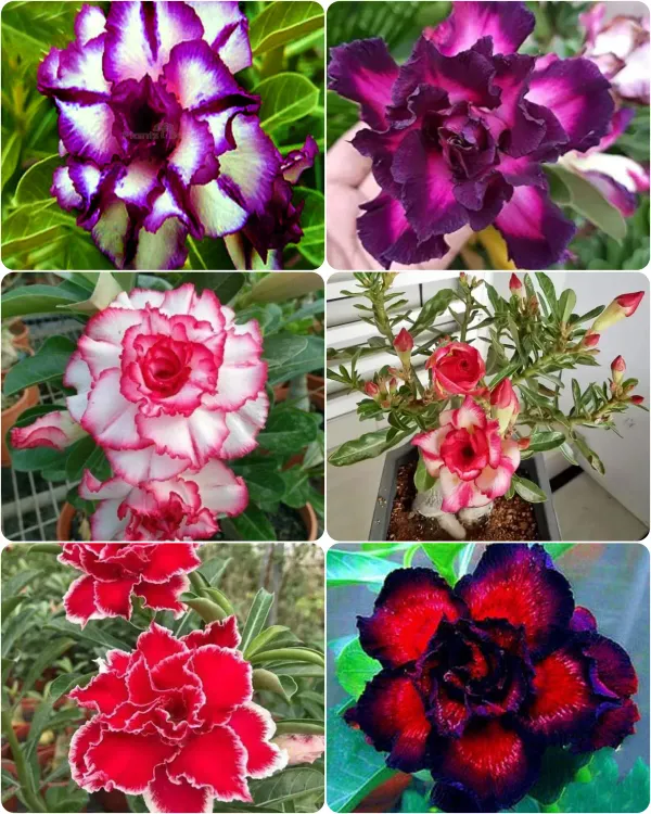 Combo_Of_6_Adenium_Rose_Flower_Plants_|_For_Home_Garden