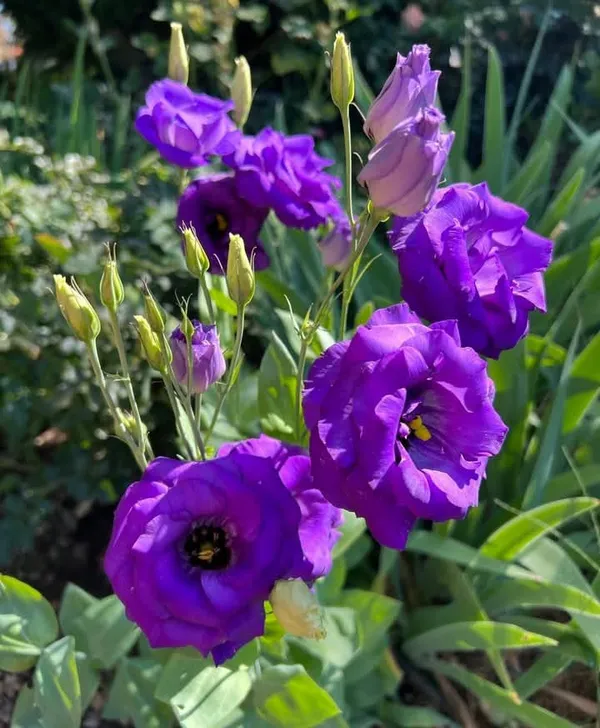 Purple_Lisianthus_Flower_Plant_|_For_Home_Garden