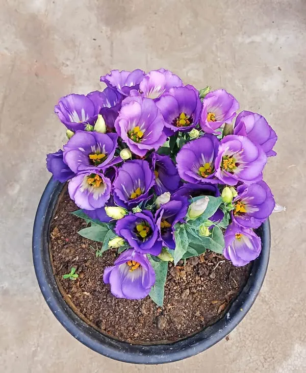Purple_Lisianthus_Flower_Plant_|_For_Home_Garden