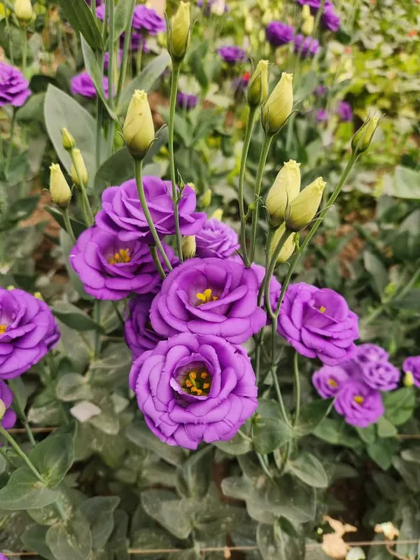 Purple_Lisianthus_Flower_Plant_|_For_Home_Garden