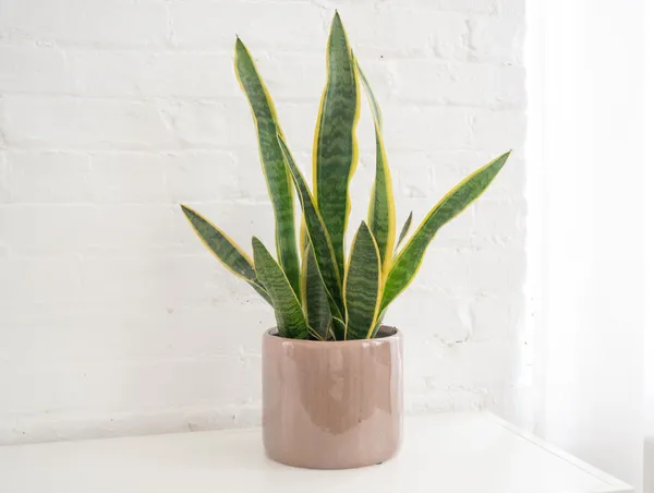 Sansevieria_Trifasciata,_Snake_Plant_(Var_Laurentii)_-_Plant_Live_Plant