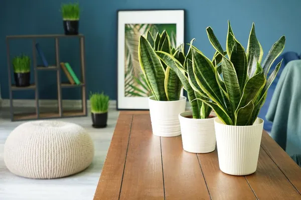 Sansevieria_Trifasciata,_Snake_Plant_(Var_Laurentii)_-_Plant_Live_Plant