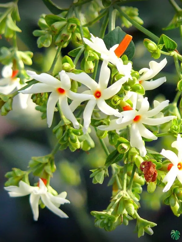 Night_Bloom_Jasmine_Plant_(Hybrid)