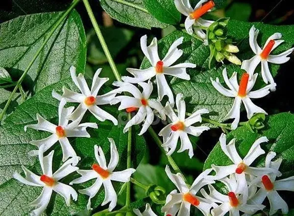 Night_Bloom_Jasmine_Plant_(Hybrid)
