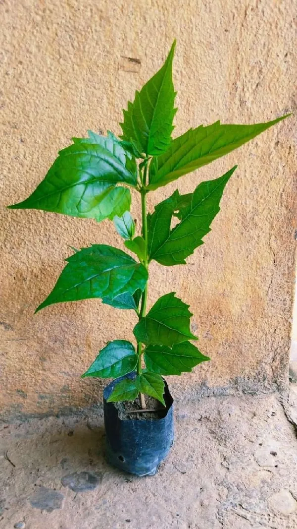 Night_Bloom_Jasmine_Plant_(Hybrid)