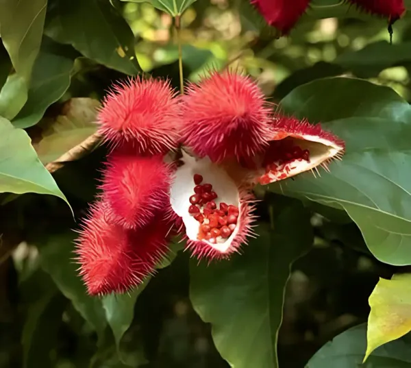 Sindur_Plant_Red_Color