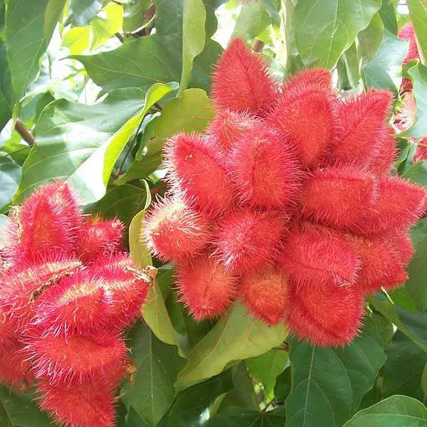 Sindur_Plant_Red_Color