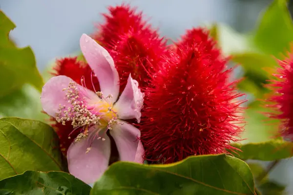 Sindur_Plant_Red_Color