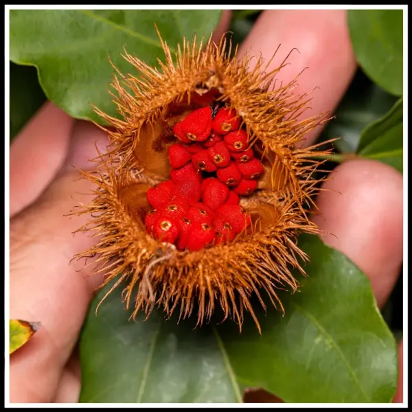 Sindur_Plant_Red_Color