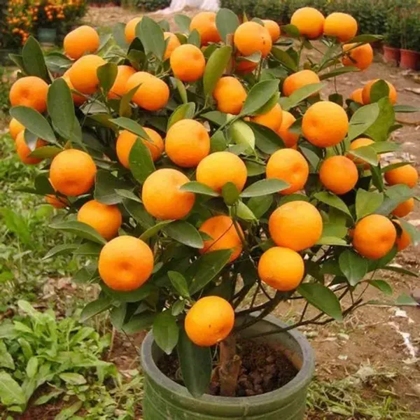 Dwarf_And_Hybrid_Kamla_Orange_Plant_|_For_Home_Garden