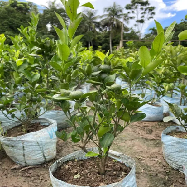 Dwarf_And_Hybrid_Kamla_Orange_Plant_|_For_Home_Garden