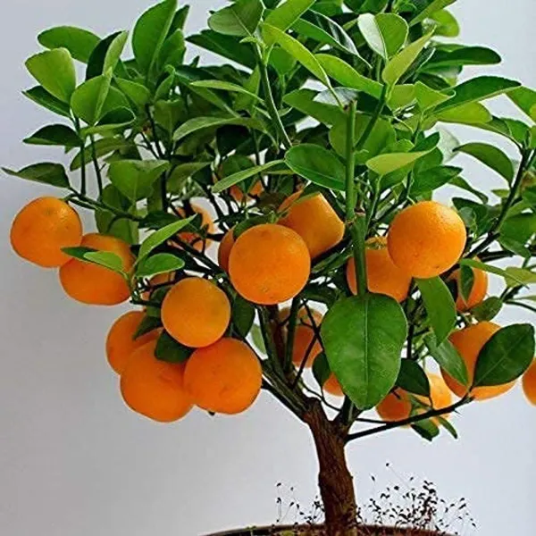 Dwarf_And_Hybrid_Kamla_Orange_Plant_|_For_Home_Garden