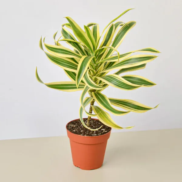 Song_Of_India_Plant