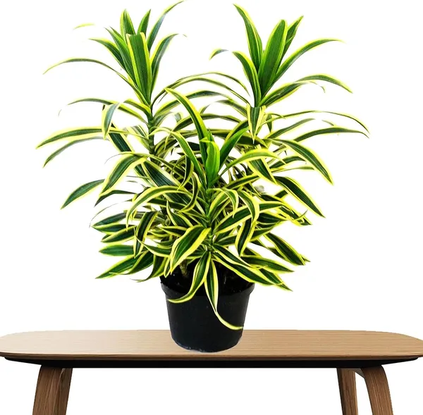 Song_Of_India_Plant
