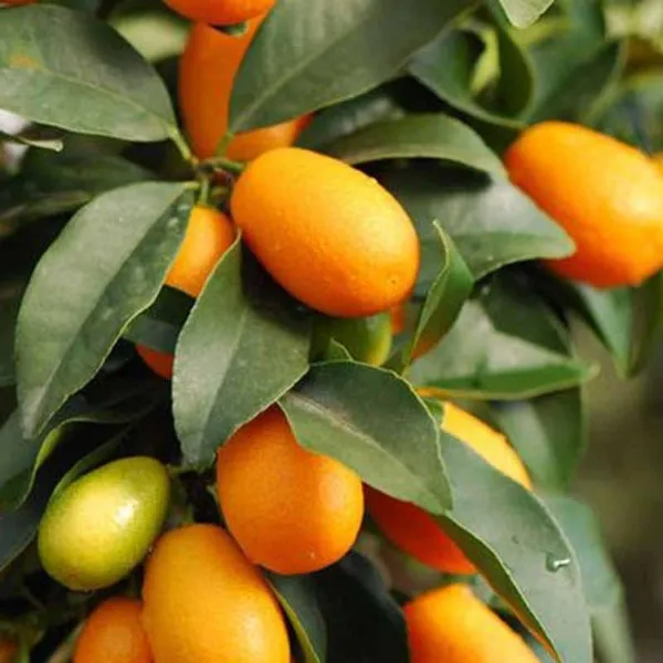 Sweet_Lemon_Plant_(Hybrid,_Pack_Of_1)