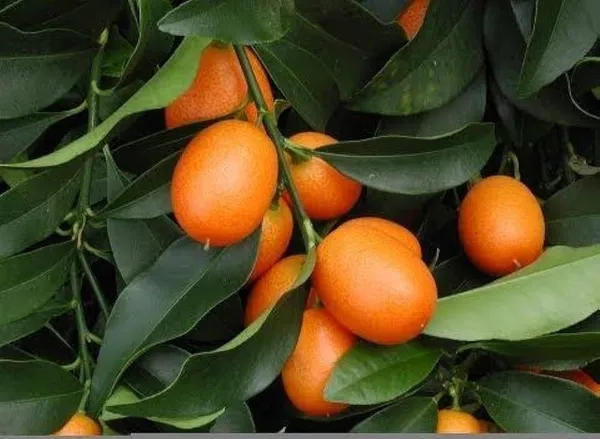 Sweet_Lemon_Plant_(Hybrid,_Pack_Of_1)