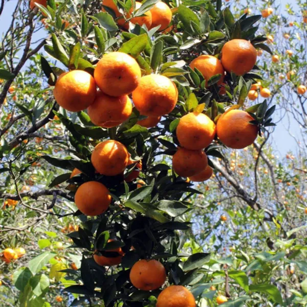 Sylhet_Orange_Fruit_Plant