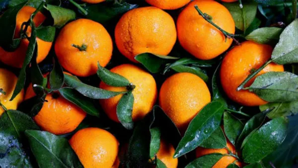 Sylhet_Orange_Fruit_Plant