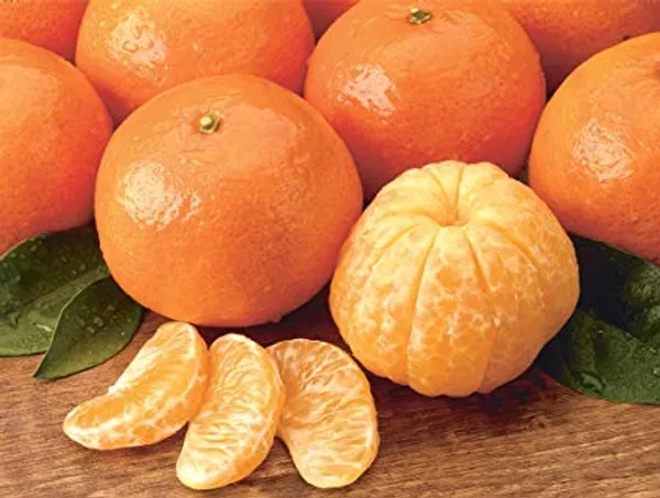 Sylhet_Orange_Fruit_Plant