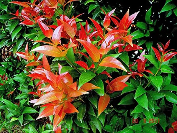 Syzygium_Campanulatum,_Christina_Tree_-_Plant