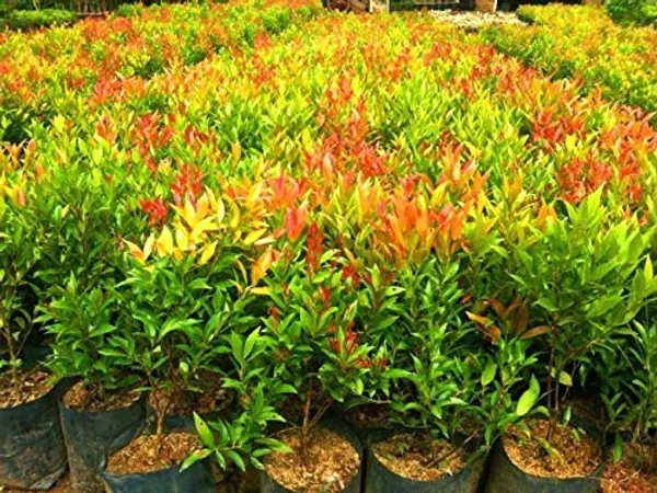 Syzygium_Campanulatum,_Christina_Tree_-_Plant