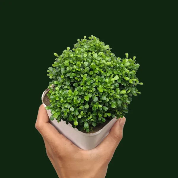 Table_Kamini_Indoor_Plant