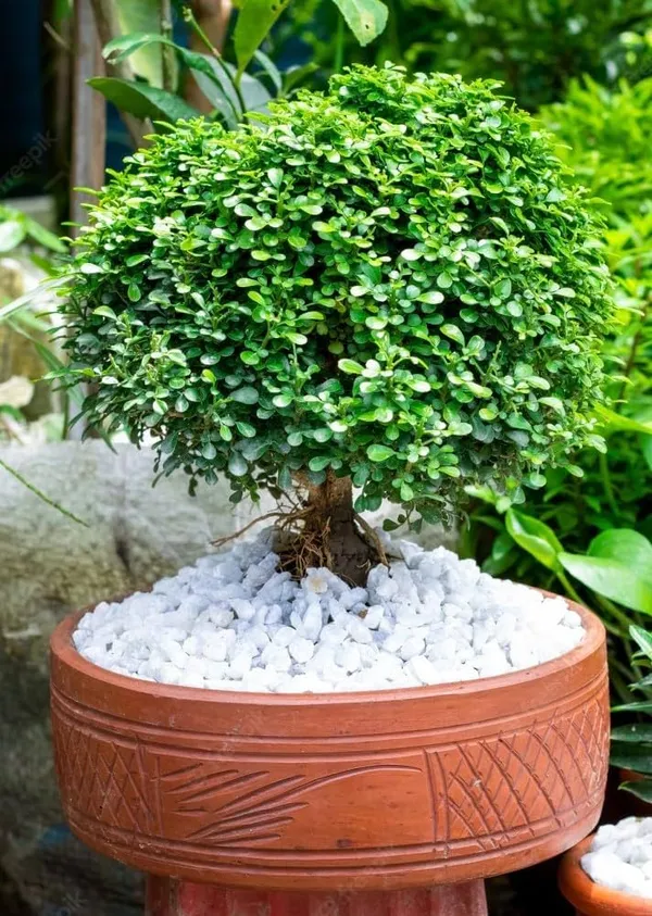 Table_Kamini_Indoor_Plant