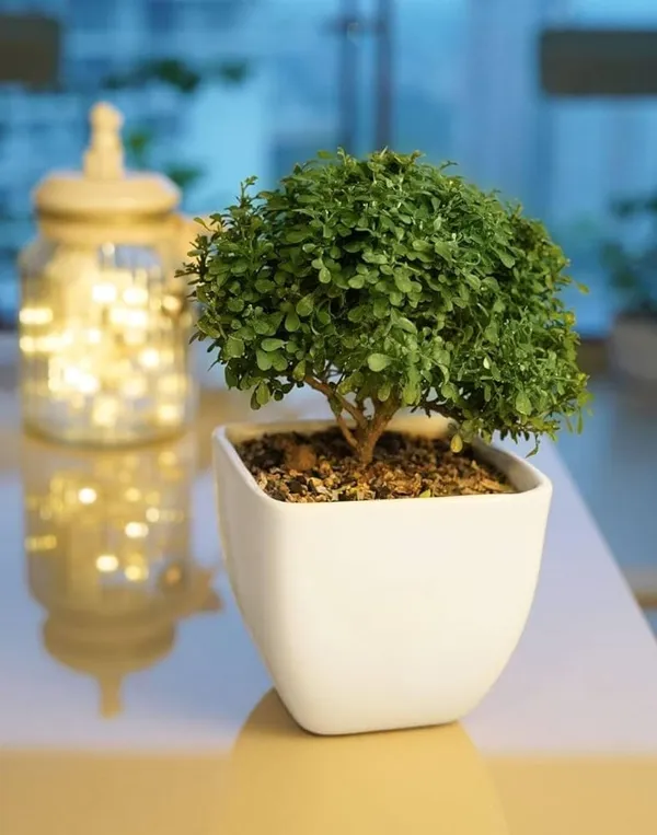 Table_Kamini_Indoor_Plant