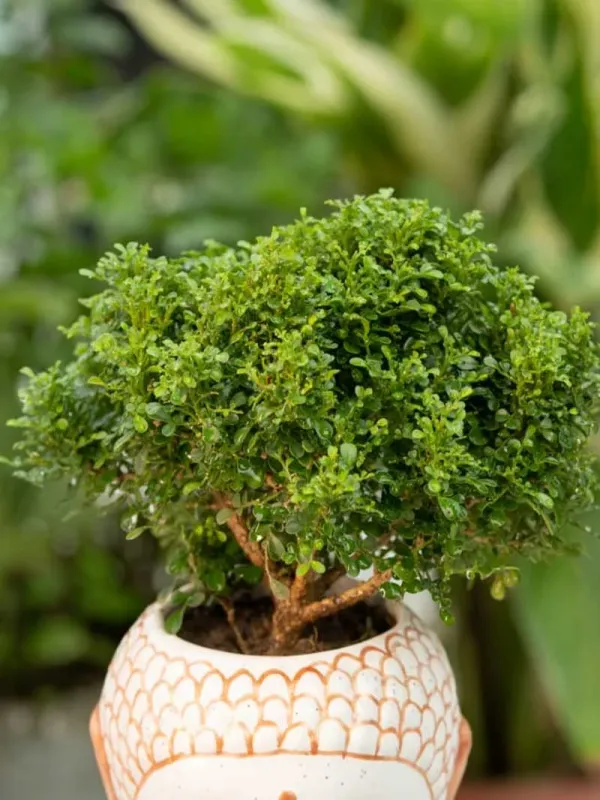 Table_Kamini_Indoor_Plant