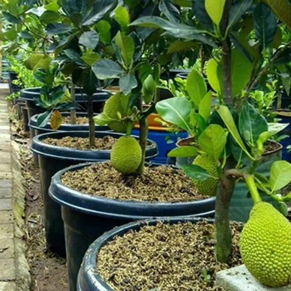 Thai_All_Time_Jackfruit_(Grafted)_Plant