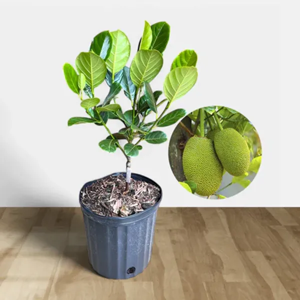 Thai_All_Time_Jackfruit_(Grafted)_Plant