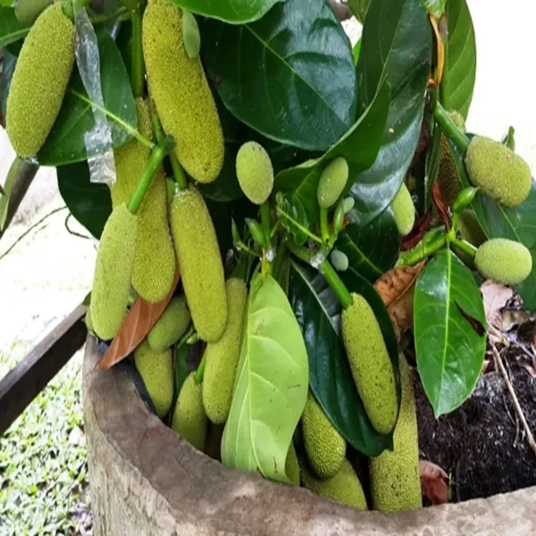 Thai_All_Time_Jackfruit_(Grafted)_Plant