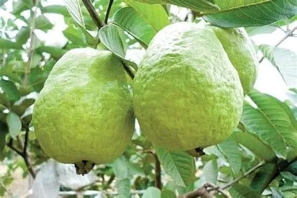 Grafted_Thai_Kg_Guava_Fruit_Plant_|_For_Home_Garden