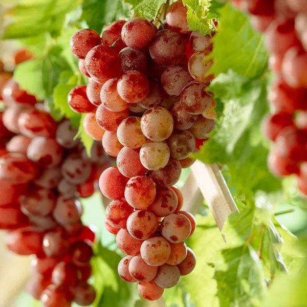 Grapes_Red_Seedless_Hybrid_Thai_Variety
