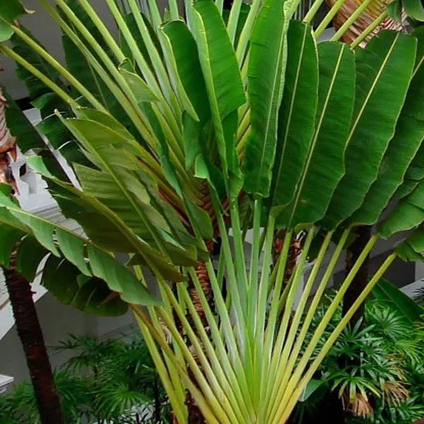 Travellers_Palm_Plant_|_For_Home_Garden