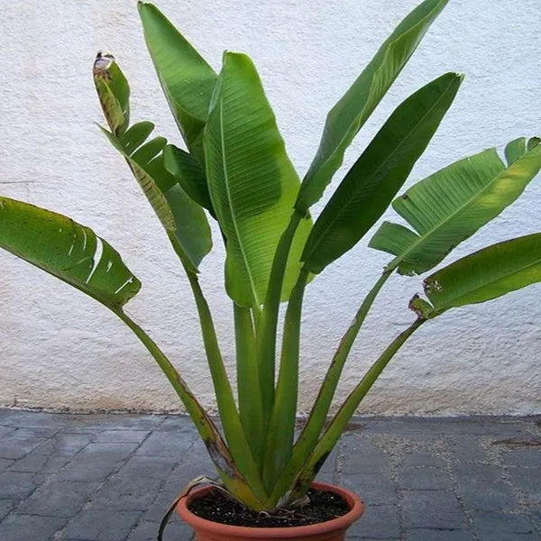 Travellers_Palm_Plant_|_For_Home_Garden