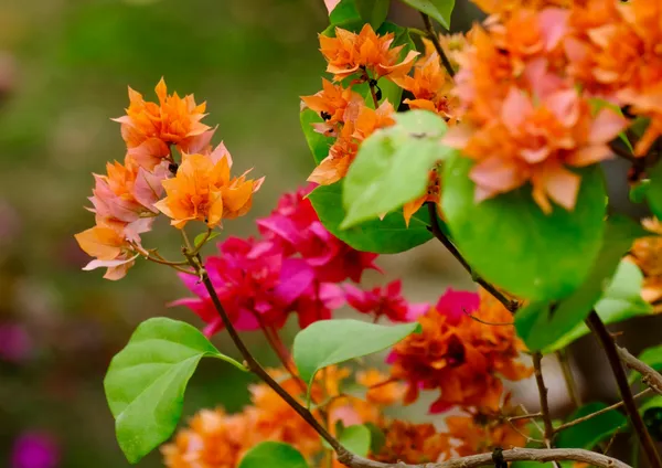 Bougainvillea_Plant_(Hybrid)