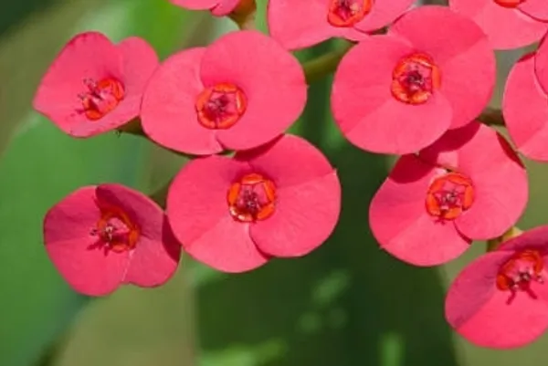 Euphorbia_Plant_(Hybrid)