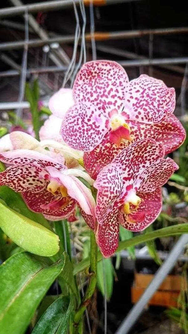Pink_Vanda_Orchid_Hybrid_Plant