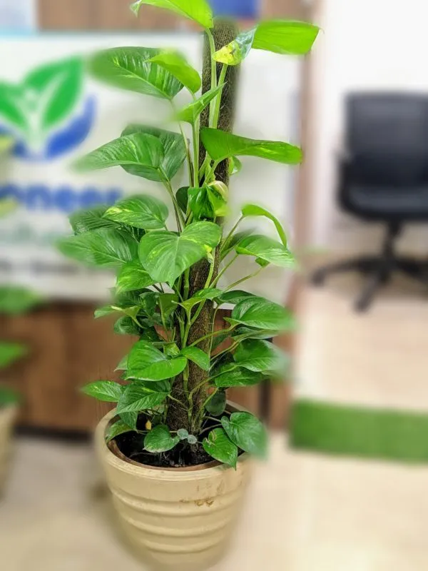 Variegated_Money_Plants_For_Your_Home_And_Garden_Area