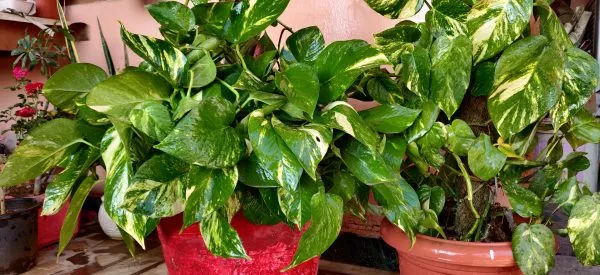 Variegated_Money_Plants_For_Your_Home_And_Garden_Area