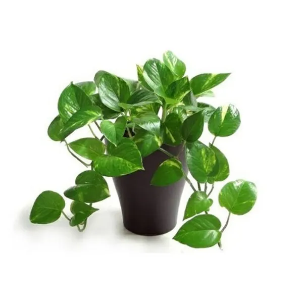 Variegated_Money_Plants_For_Your_Home_And_Garden_Area