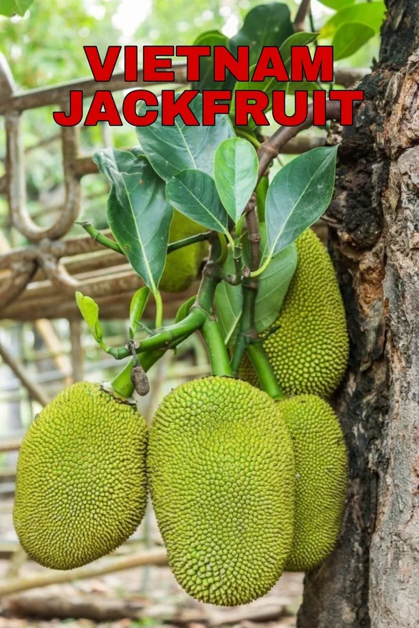 Vietnam_Jackfruit_Plant_Hybrid_-_Big_Size_Grafted_Plant