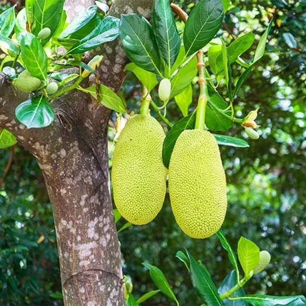 Vietnam_Jackfruit_Plant_Hybrid_-_Big_Size_Grafted_Plant