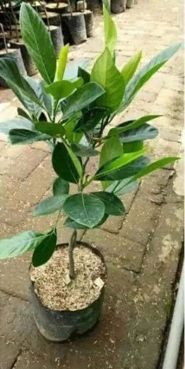 Vietnam_Jackfruit_Plant_Hybrid_-_Big_Size_Grafted_Plant