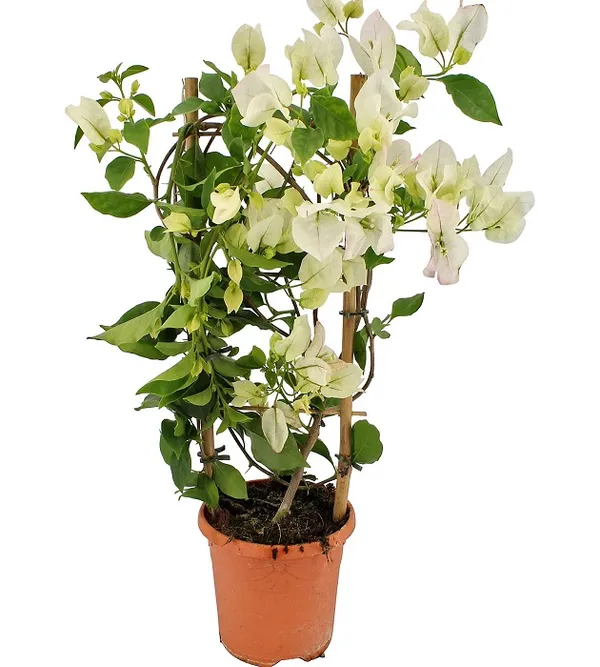 White_Bougainvillea_Flowering_Plant